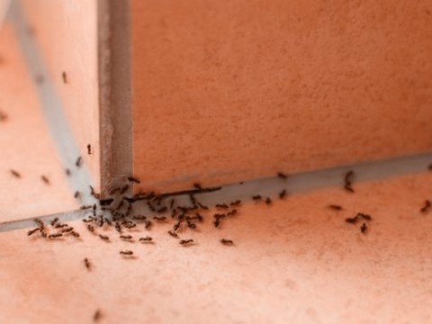 Как избавиться от муравьев с помощью натуральных средств?