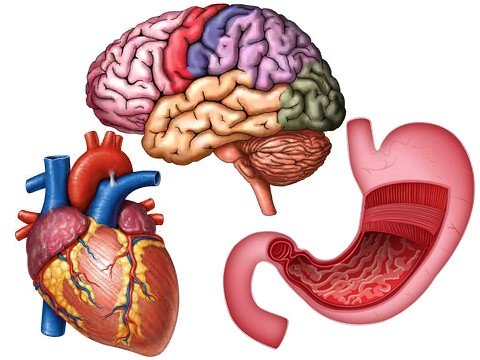 Какая связь между желудком, сердцем и мозгом?